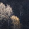 Профицитный семейный бюджет: секреты планирования и экономии